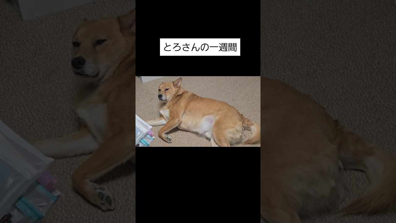 とろさんの一週間#犬 #雑種犬#いぬ#犬のいる生活#犬のいる暮らし#愛犬#癒し#かわいい#可愛い#田舎暮らし
