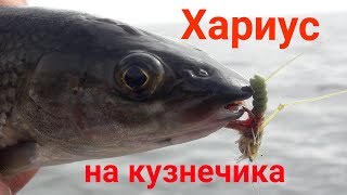 ХАРУС НА КУЗНЕЧИКА.  ХАРИУС НА БОМБАРДУ С МУШКОЙ КУЗНЕЧИК.