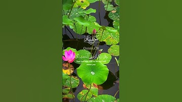 سورة غافر للقارئ ياسر الدوسري 🎧❤️‍🩹