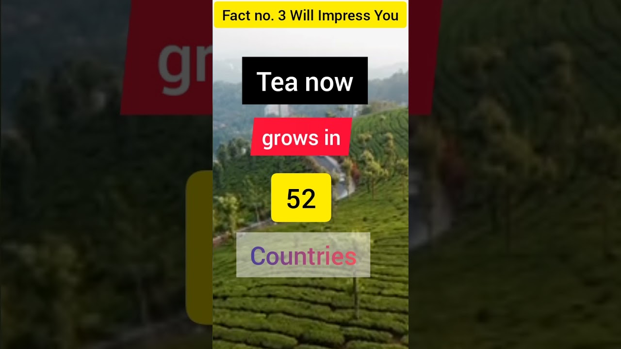 🌱3 Interesting Facts About Tea🌱 ☕