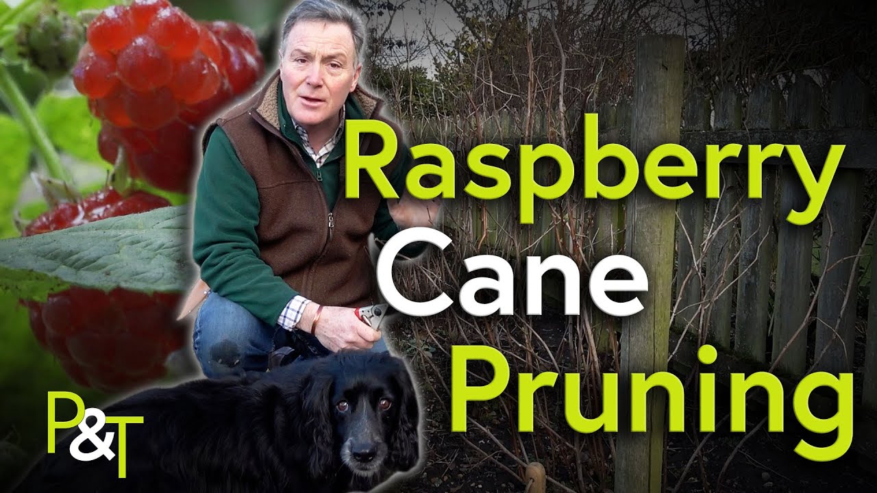Raspberry Cane Pruning Time - Pots & Trowels