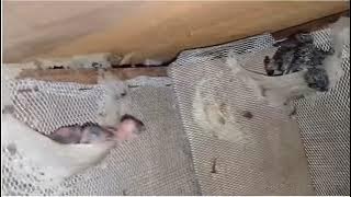 Âm thanh nhà yến : âm giao phối mùa chim hiêu quả lh 0376619375(WA) , (ZALO)