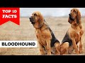 Bloodhound  top 10 facts