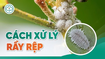 Rầy Rệp - Biểu hiện gây hại và cách phòng ngừa từ A - Z