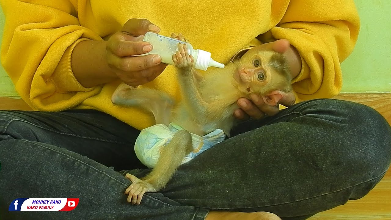 Kako Family | Tiny Baby Monkey Olly Sleep On Mom Lap Drinking Milk