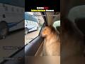 Ranking Best Golden Retriever Moments