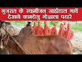 गुजरात के संत साहीवाल गायें देखने नूरमहल पधारे| Gujarat Swami's Visit At Nurmahal Gaushala| Sahiwal