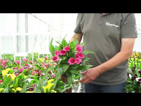 Video: Calla Lelies Tuin