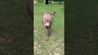 Donkey Happy To See Owner Asno Feliz Em Ver Sua Dona