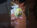 Lemon the cocktaiel is here🦜 #birds #parakeet #budgie #parrot