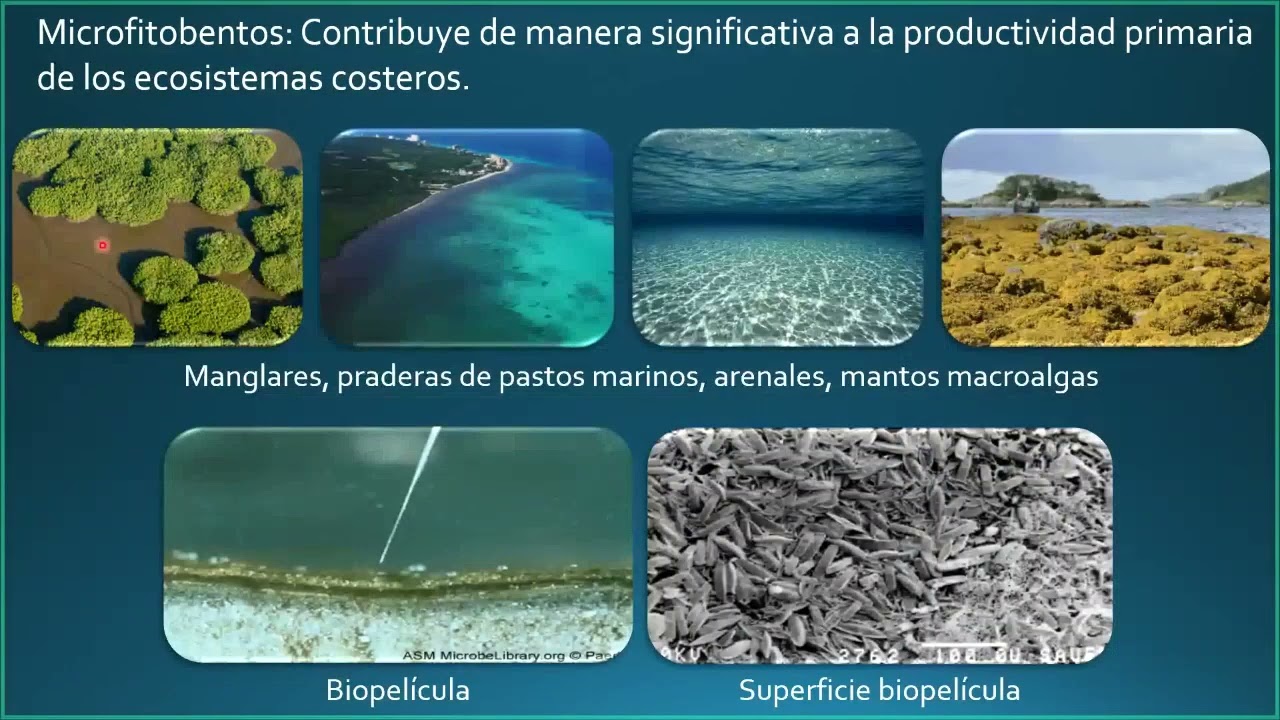 Microalgas, de la ecología a la acuicultura