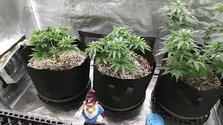 Vegging under Mars Hydro SP250 & SP3000 side by side, link in description
