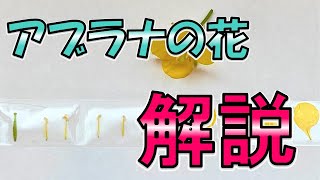 アブラナの花のつくりを中学生向けに解説