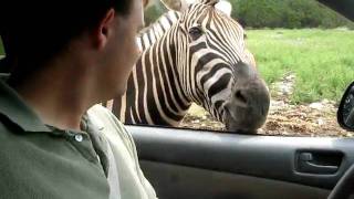 Zebra Love