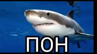Акула говорит «пон» (шаблон для мемов)