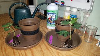 Gorilla CBD Seed to Harvest Grow with Mars Hydro TS 1000 - Transplanting Clones & Flower Boost Tea -