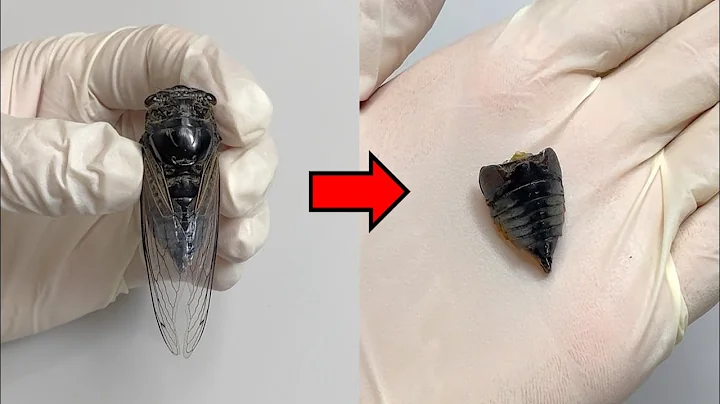 You Can Make a Dead Cicada Cry ! - Cicada Anatomy - DayDayNews