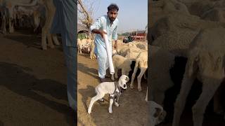 Waleta Hua Nag Pakra