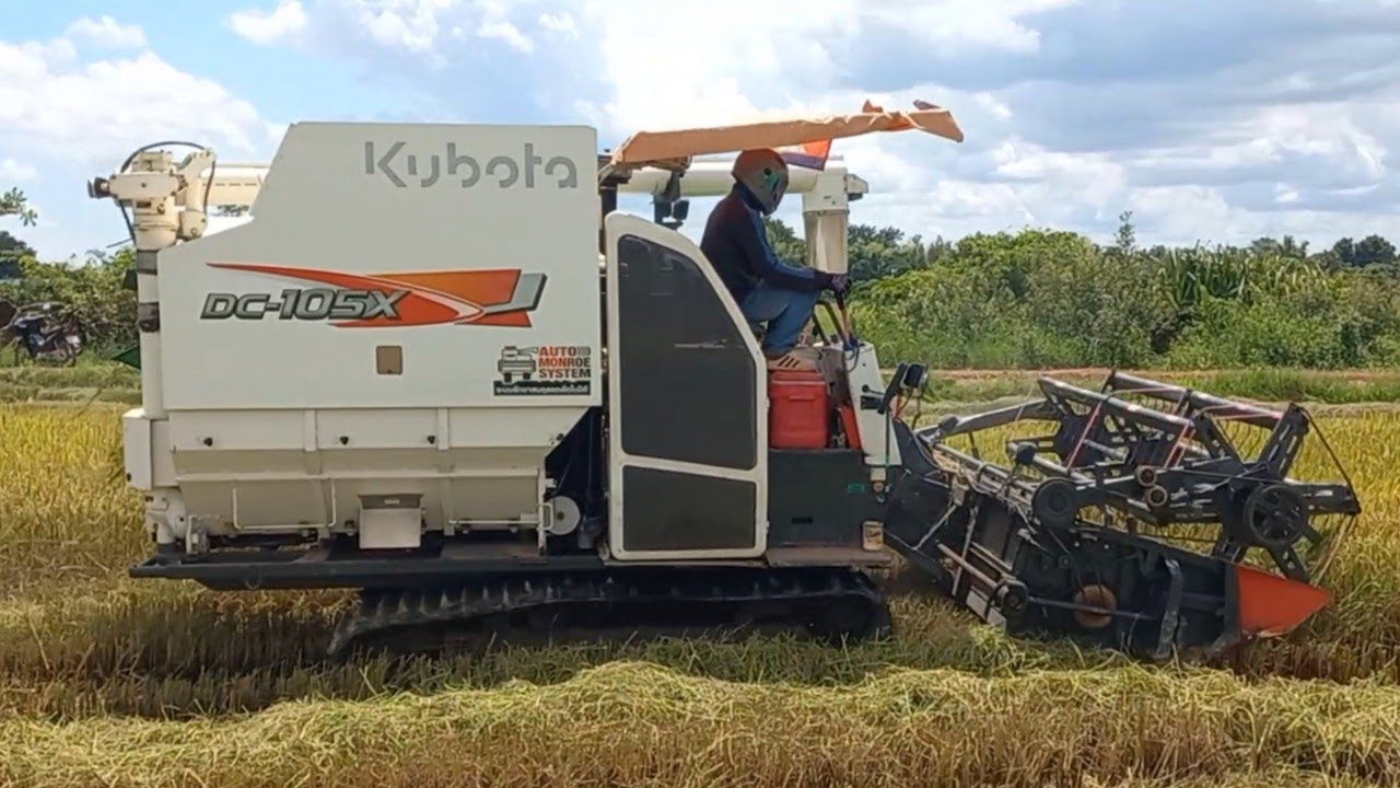Kubota DC-105X Rice Cutting Machine Working Skills, Rice Harvesting Safety Operator At Paddy Field