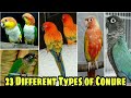 23 Different Types Of Conure Available for Sale At Chennai | Different Types Of Conure for sale