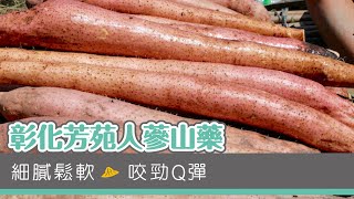 【產地LIFE】彰化芳苑人蔘山藥 - 悠活農村