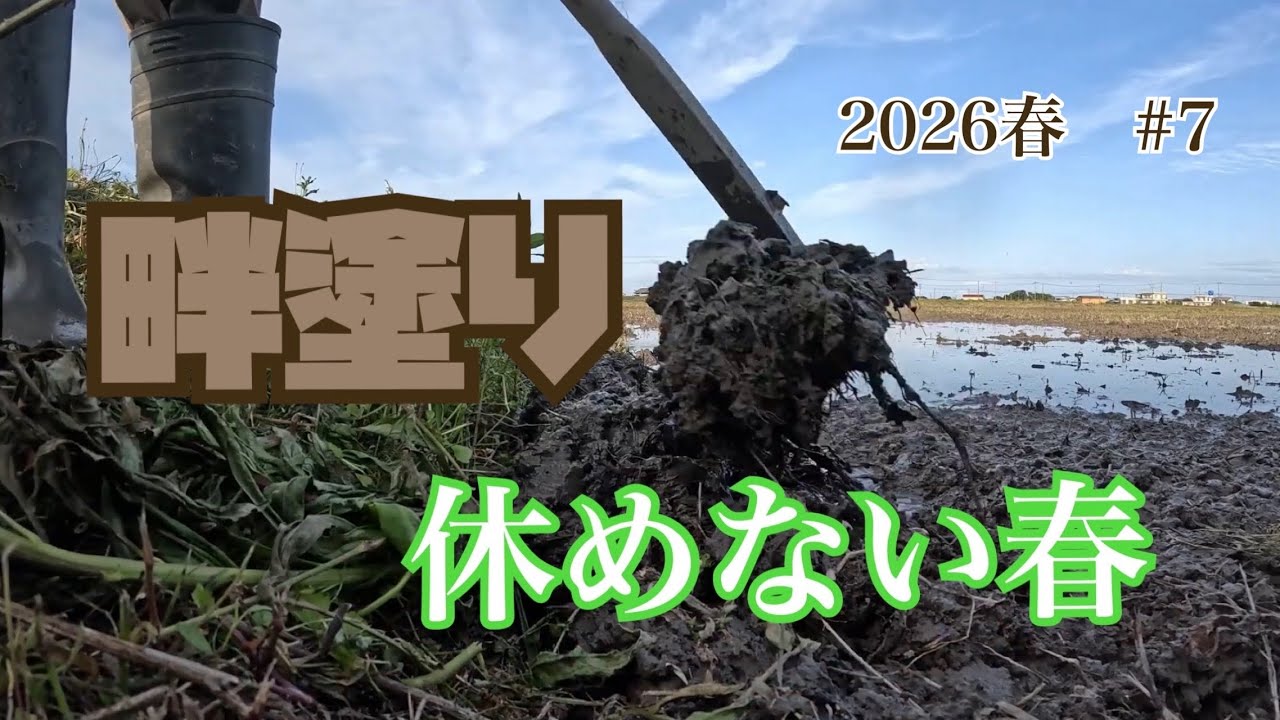 田植え前。泥だらけの準備が始まりました Getting the rice fields