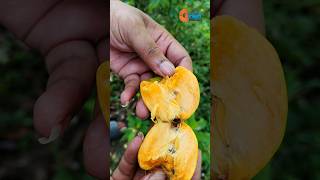 The Sweet Secret of Persimmons: Nature's Candy Revealed #shorts #harvesting