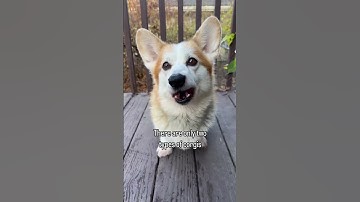 There are only two types of corgis 😂 #shorts #dog #corgi