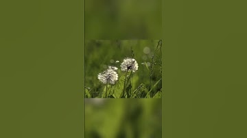 Under the Microscope: Discover the Hidden Beauty of Dandelions | Travel Video