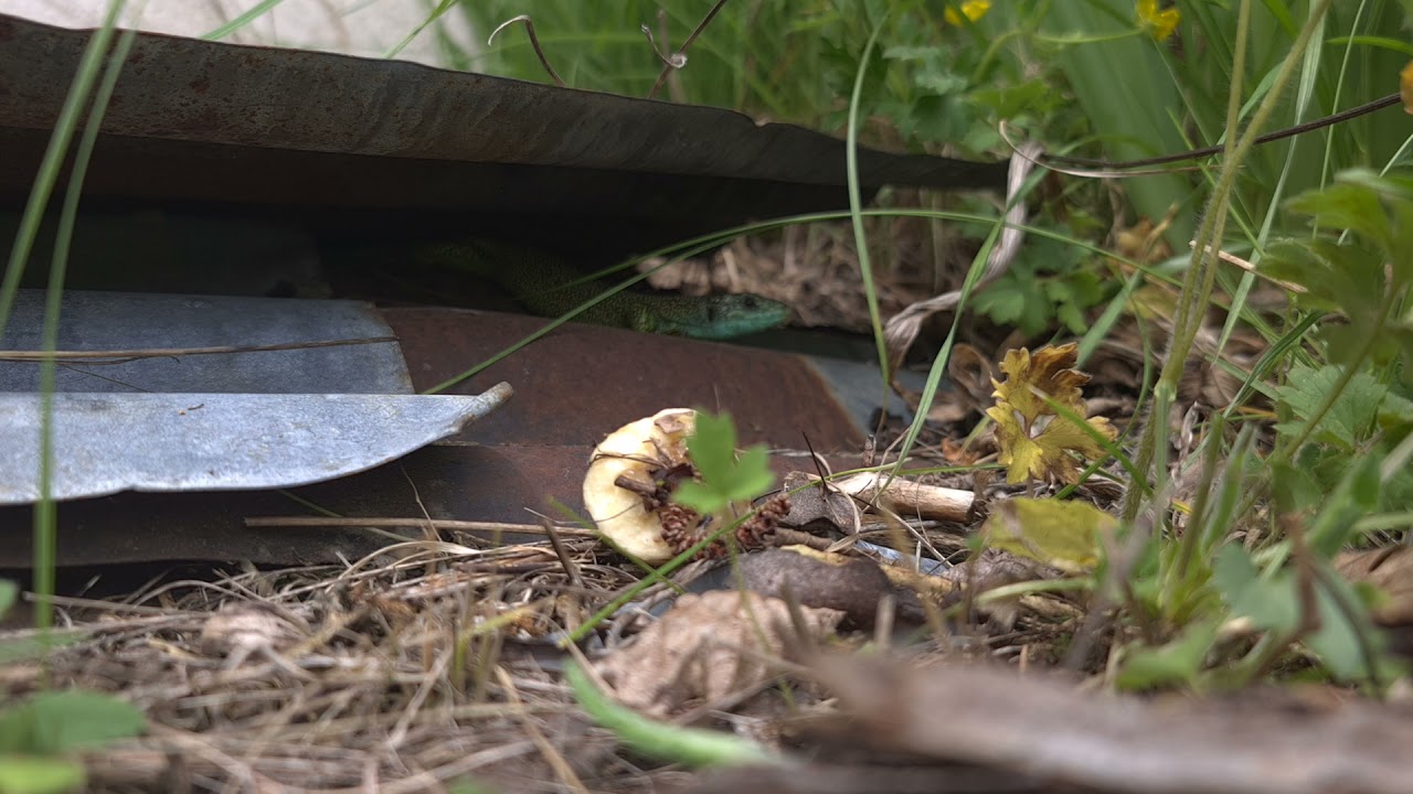lézard vert occidentale ( Lacerta bilineata )