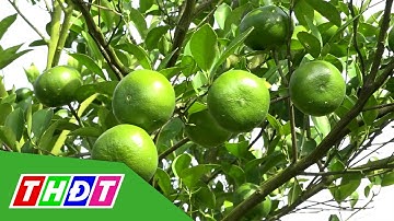 Lai Vung Nhà vườn trồng quýt hồng chuẩn bị vụ Tết | THDT