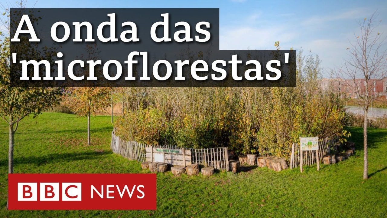 O que são as 'microflorestas' que estão surgindo no mundo
