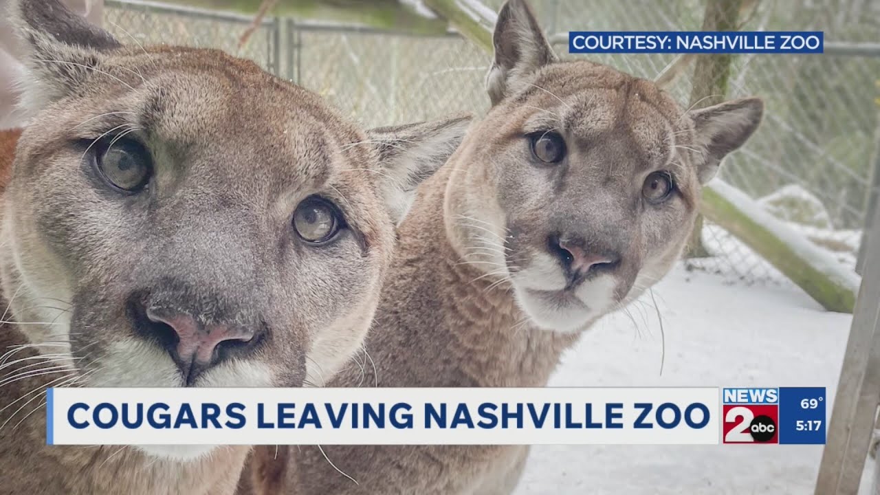 Cougars leaving Nashville Zoo
