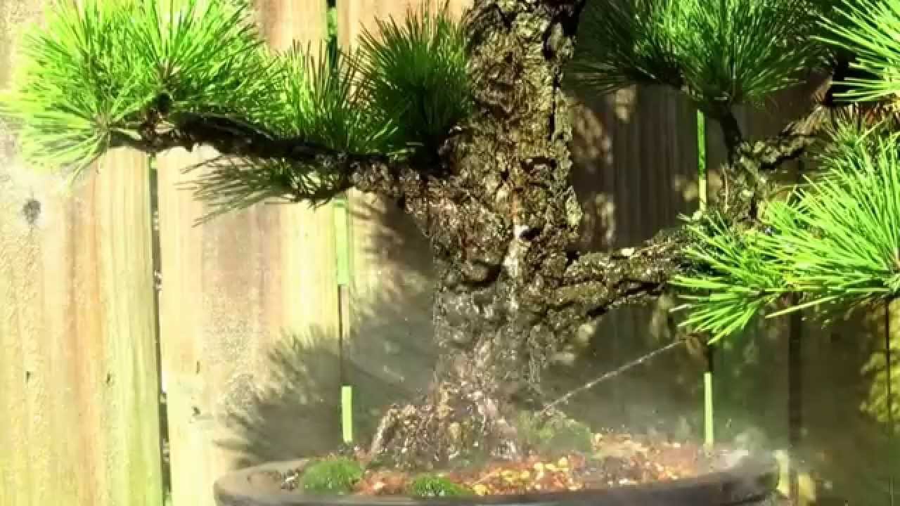Watering a bonsai YouTube
