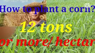 How to plant corn with harvest 12 tons or more per hectar?