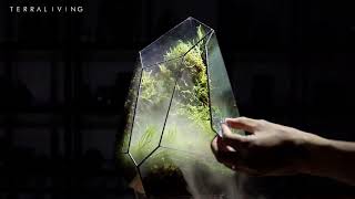 The Vertex - Ξ£, Cloud Forest, Live moss experimental demo