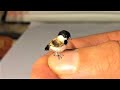 Top 10 Smallest Birds in the World