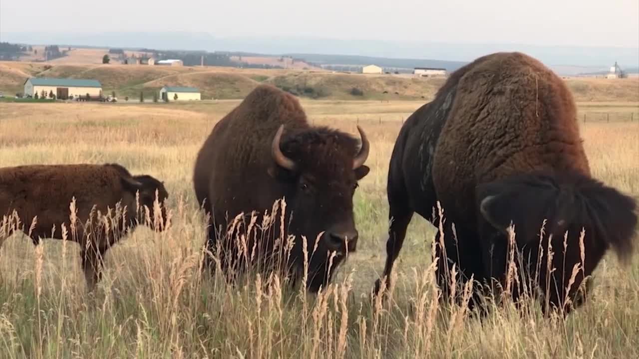 BLM give initial decision on American Prairie bison grazing