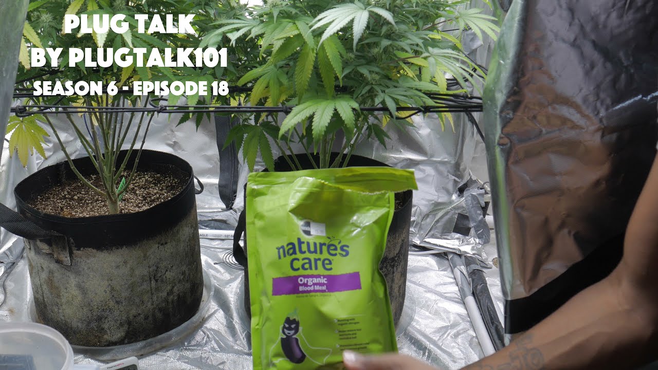 How To Grow Weed - PlugTalk101 ( S6 Ep18 / If no one else will.. I'll show y'all my F' ups)