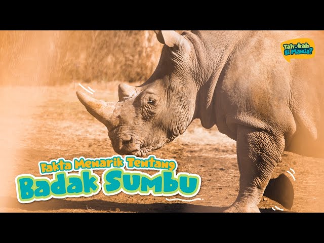 Tahukah Si Manja Episod 2 - Badak Sumbu