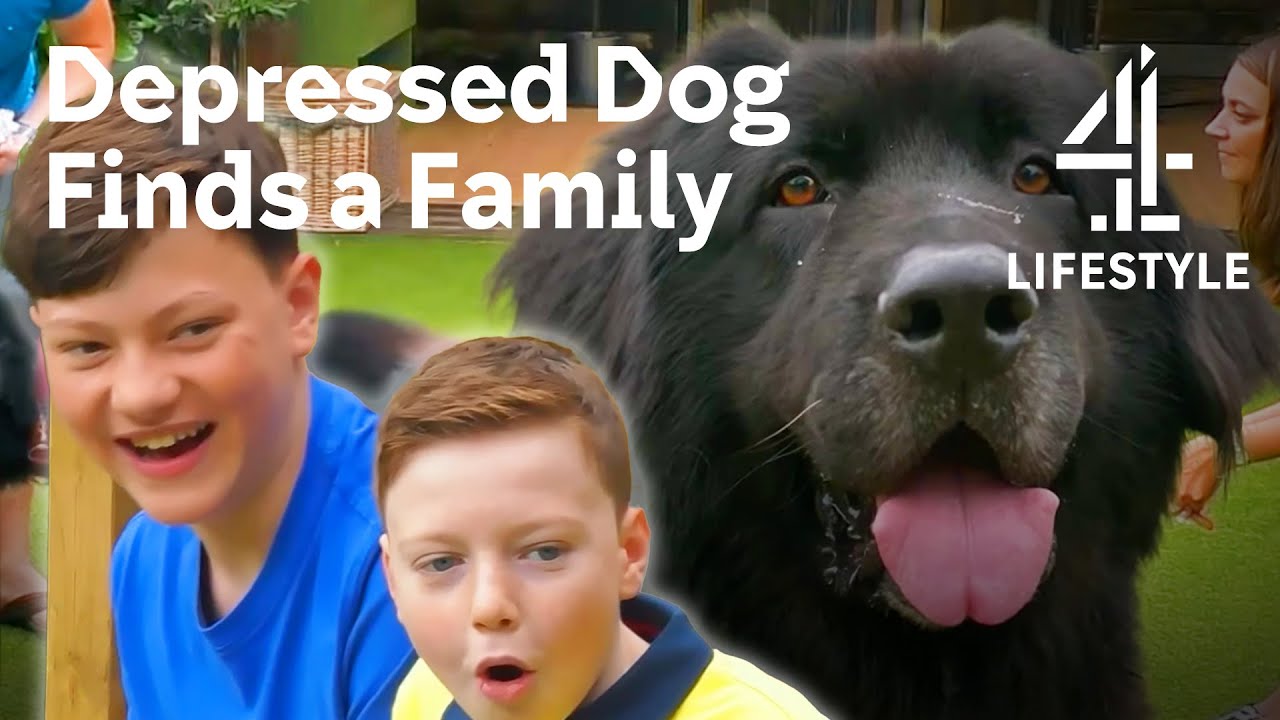 Abandoned Newfoundland Finds a New Forever Home | The Dog House ...