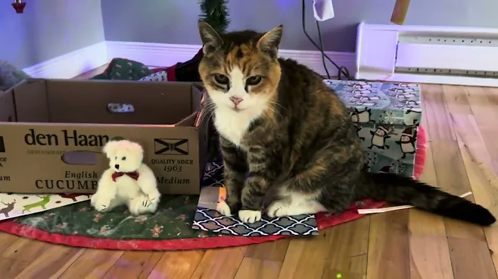 Watch the video about Stormy On The Catio #mainecoons #catvlogs #polydactylcat #catlover #catlover