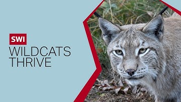 Lynx thrive in Switzerland 50 years after reintroduction