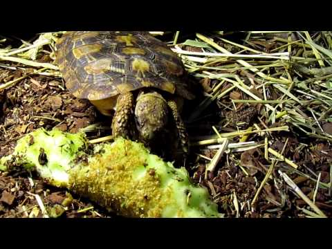 house-of-reptiles,-portland,-oregon-area---pancake-tortoise