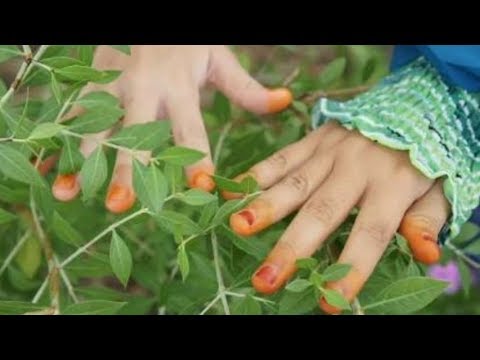 Khasiat DAUN PACAR - Bagi Kesehatan Tubuh 