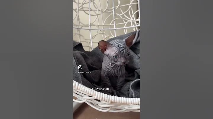 Video 8216211: sphynx cat cute pets, little munchkin