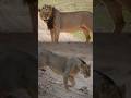 The Most Dangerous Lions in History – Tsavo Man-Eaters” #facts #animals