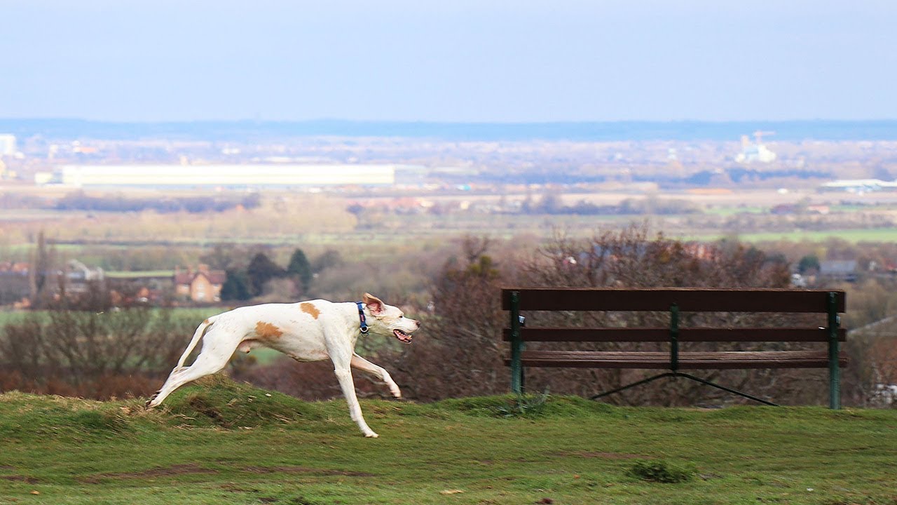 Ampthill Great Park - Ampthill, Bedfordshire - Place to Walk