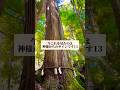 【㊗️3万再生】今これを見たのは、神様からのサインです13#御神木 #貴船神社 #shorts #心に響く言葉 #パワースポット