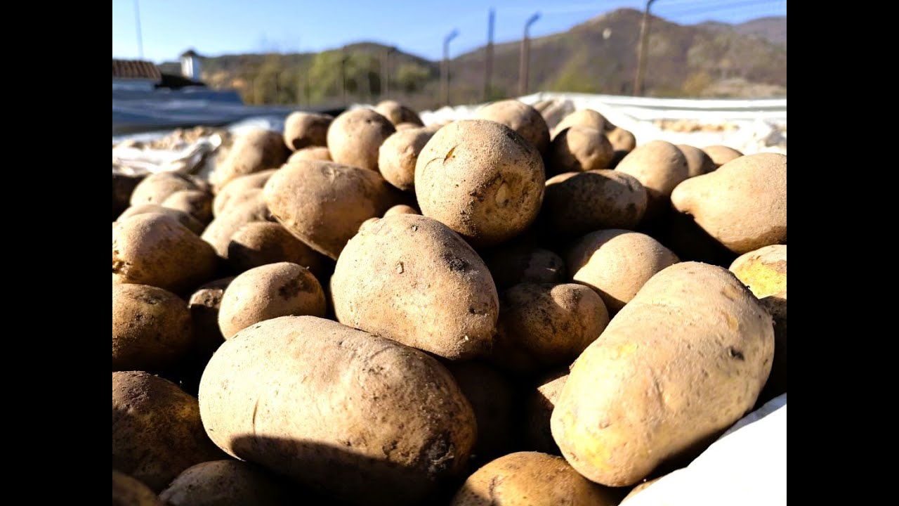 Περιθώρι Δράμας: Ανακαλύπτουμε το μυστικό της γεύσης της περίφημης πατάτας Κάτω Νευροκοπίου